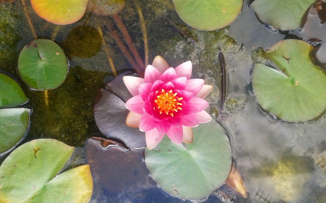 L’hypnose c’est quoi pour vous ?